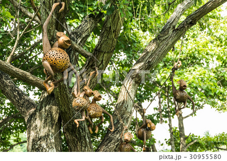 Monkey design wooden model holding and hanging 30955580