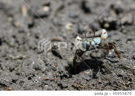 ハクセンシオマネキ　1 30955870