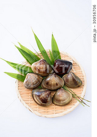 大きなはまぐり 30956706