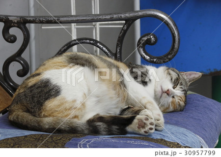 駅のベンチにて眠る野良猫 駅のベンチにて眠る野良猫 30957799