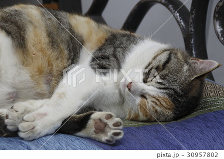 駅のベンチにて眠る野良猫 駅のベンチにて眠る野良猫 30957802