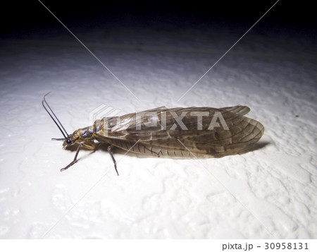 ヘビトンボ科 ヘビトンボ科 30958131