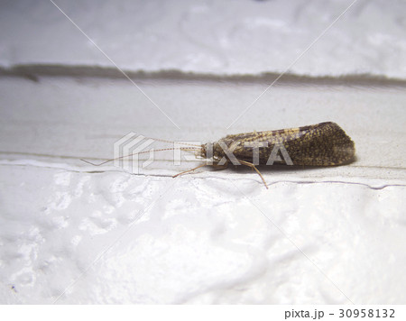 トビケラ トビケラ 30958132