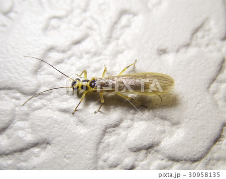 カワゲラ 30958135