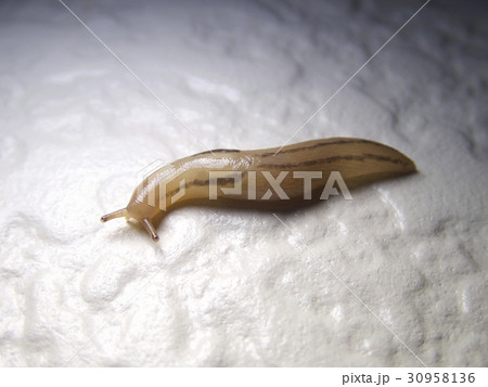 ナメクジ 30958136