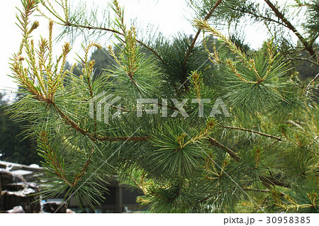 松 マツ 松の木 30958385