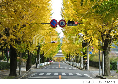 天理の銀杏並木 30958544