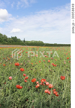初夏の北海道富良野の大地に咲いたオリエンタルポピーの花畑 30958649