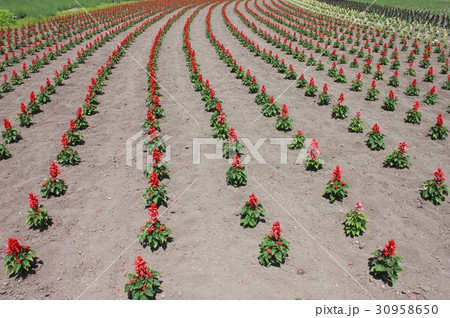 初夏の北海道富良野の大地に咲いた赤く色鮮やかなサルビアスプレンデンスの花 30958650