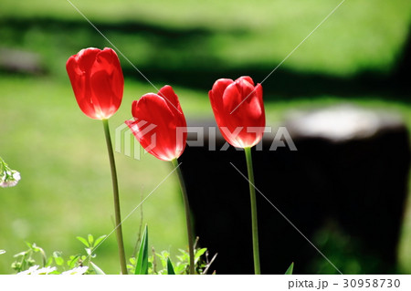 チューリップ、紅いチューリップ、 30958730