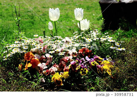 チューリップ、白いチューリップ、 チューリップ、白いチューリップ、 30958731