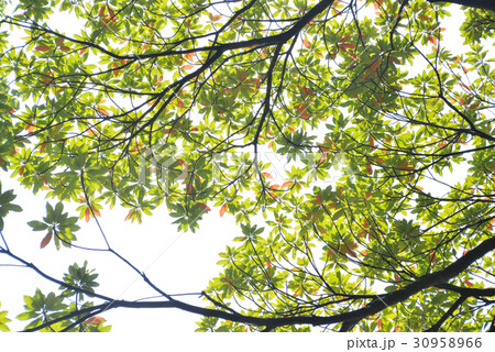 ホルトノキ 30958966