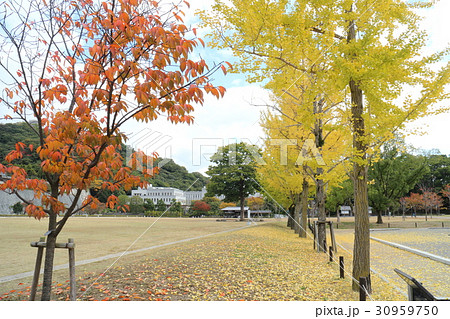 城山公園のイチョウ並木 30959750