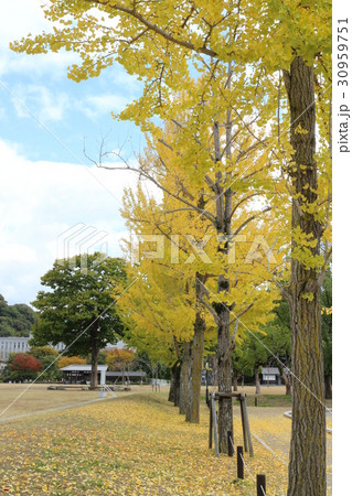城山公園のイチョウ並木 30959751
