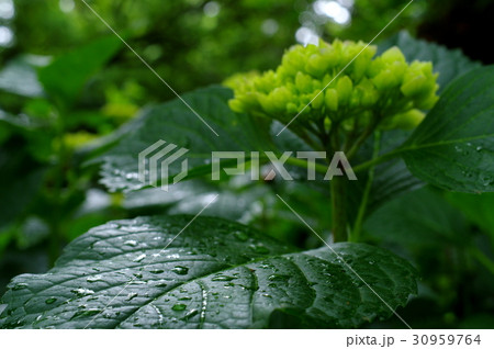 色づく前のアジサイの葉 雨の雫に光のきらめき　葉の手前にフォーカス 30959764