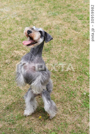 ミニチュアシュナウザー 30959982