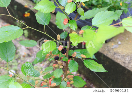 植物 熟した桑の実:マルベリー 植物 熟した桑の実:マルベリー 30960182
