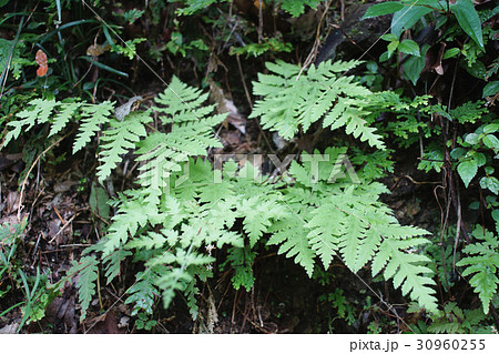 羊歯植物 シダ類 歯朶植物 30960255