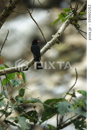 住処 自生地 生息地 30960262