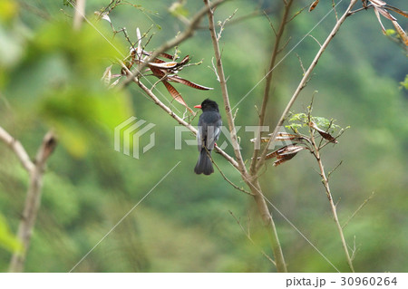 住処 自生地 生息地 30960264