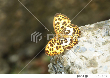 豹紋蝶 タテハ タテハチョウ科 30960325