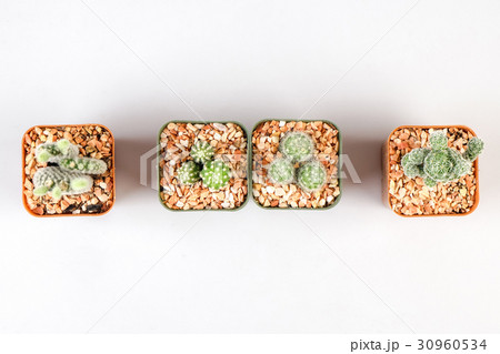 Cactuses on white background Cactuses on white background 30960534