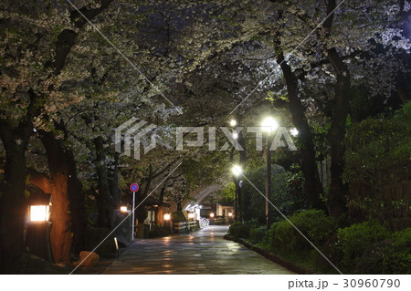 桜咲く、夜の音無親水公園にて 桜咲く、夜の音無親水公園にて 30960790