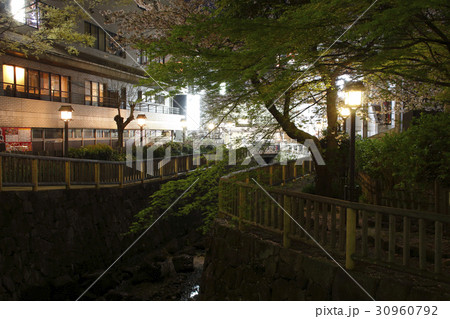 桜咲く、夜の音無親水公園にて 桜咲く、夜の音無親水公園にて 30960792