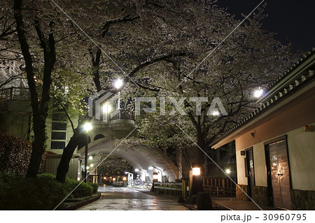 桜咲く、夜の音無親水公園にて 30960795