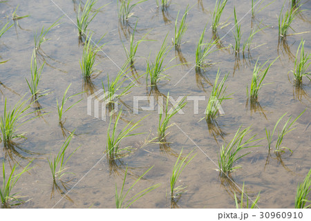水田　田んぼ　農業　第一次産業　第６次産業 30960910