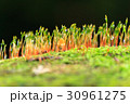 closeup macro of mushroom haircap moss sponge 30961275