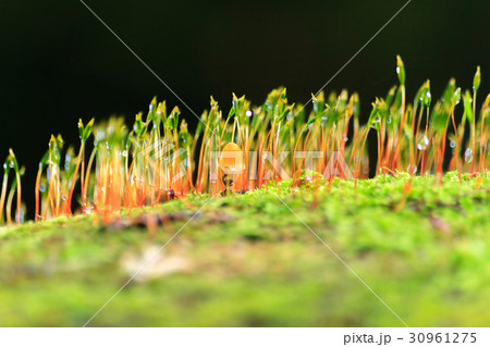 closeup macro of mushroom haircap moss sponge 30961275