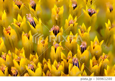 Macro texture core of sunflower sunflower closeup 30961280