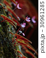 closeup of Begonia plant in the nature 30961285