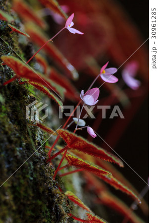 closeup of Begonia plant in the nature 30961285