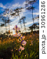 purple flowers pine tree forest with sunset light 30961286