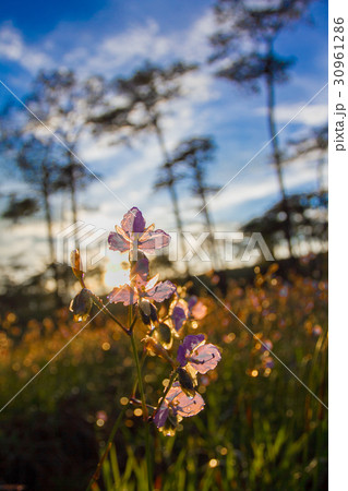 purple flowers pine tree forest with sunset light 30961286