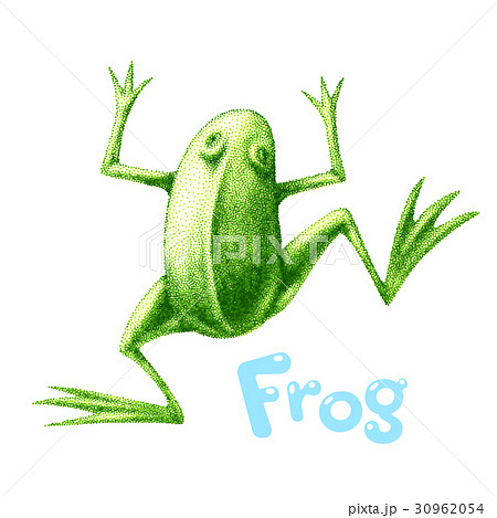 Green vector frog painted in engraving style Green vector frog painted in engraving style 30962054