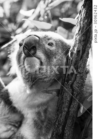 Koala in a eucalyptus tree. Black and White Koala in a eucalyptus tree. Black and White 30962432