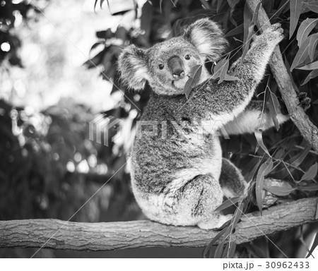 Koala in a eucalyptus tree. Black and White 30962433