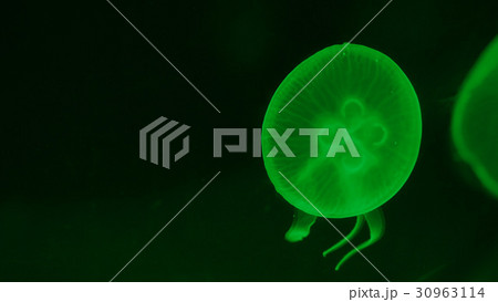 Nightlights glowing beautiful moon jellyfish with Nightlights glowing beautiful moon jellyfish with 30963114