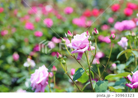 バラの花 ブルーバユー バラの花 ブルーバユー 30963323