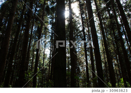 Pine forest; 30963623