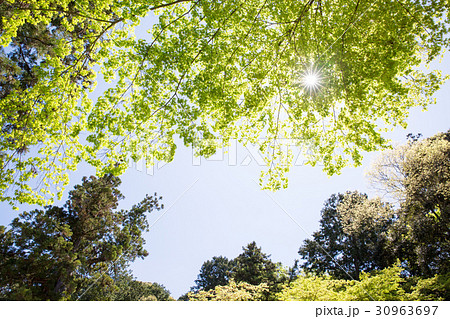 美しい新緑イメージ 30963697