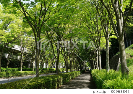 5月　厚木08新緑のケヤキ並木・森の里 30963842