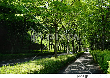 5月 厚木23新緑のケヤキ並木・森の里 5月 厚木23新緑のケヤキ並木・森の里 30963857