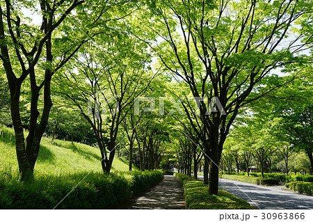 5月　厚木32新緑のケヤキ並木・森の里 30963866