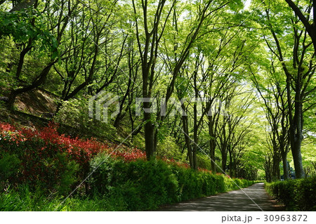 5月　厚木38新緑のケヤキ並木・森の里 30963872