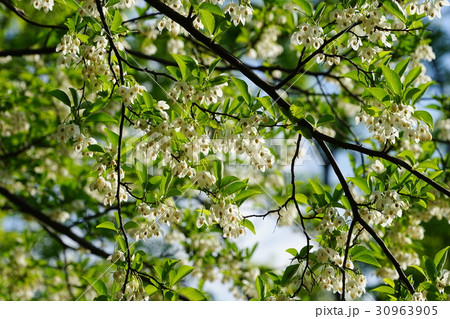 5月花　エゴノキ・エゴノキ科52小金井公園 30963905