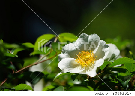 5月花 ナニワイバラ・バラ科19鎌倉 5月花 ナニワイバラ・バラ科19鎌倉 30963917
